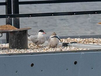 An adult common tern stands on a floating raft covered in small pebbles beside its chick, which holds a small fish in its beak. The raft has metal edges and a raised shelter, with calm grey water in the background. The scene captures a tender feeding moment between parent and chick.