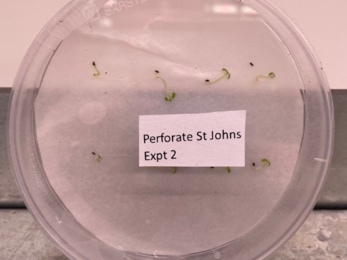 A clear plastic Petri dish labeled “Perforate St Johns Expt 2” containing small green seedlings sprouting on a white paper surface. The dish rests on a gray lab bench under bright lighting, showing early germination stages of seeds used in a scientific experiment.