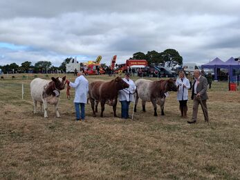 Three cattle are being shown by handlers in white coats at an agricultural show on a grassy field. A judge in a tan jacket walks nearby, inspecting the animals. The cattle have white and reddish-brown coats and wear halters with number tags. Behind them, tents, vehicles, and banners—including one reading “David Teward”—line the field under a cloudy sky, with spectators and exhibitors in the distance.