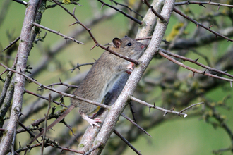 Brown rat