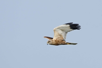 Male marsh harrier