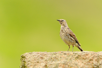 Rock pipit