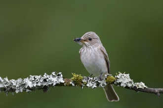 Spotted flycatcher