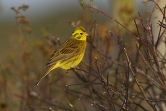 Yellowhammer