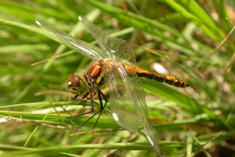 Black Darter