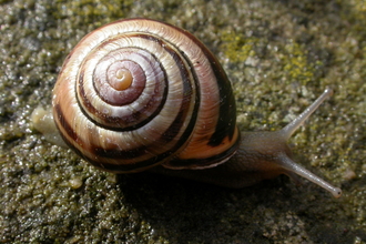 Brown-lipped Snail