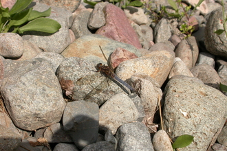 Keeled Skimmer