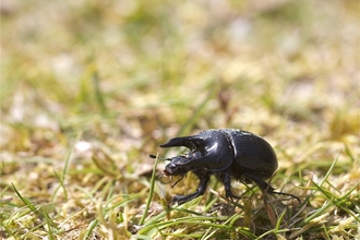 Male minotaur beetle