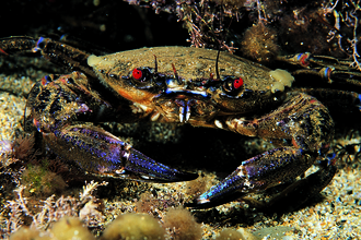 Velvet Swimming Crab