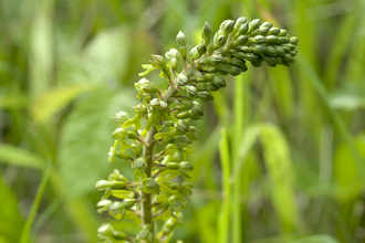 Common Twayblade