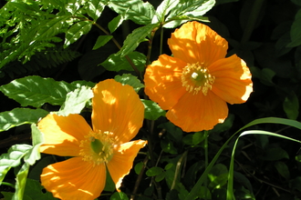 Welsh Poppy