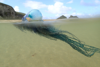 Portuguese man o' war