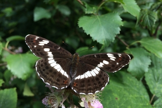 White admiral