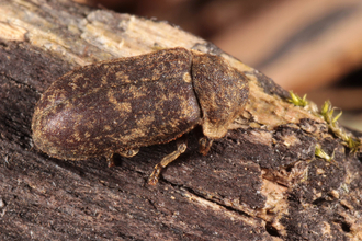 Deathwatch beetle