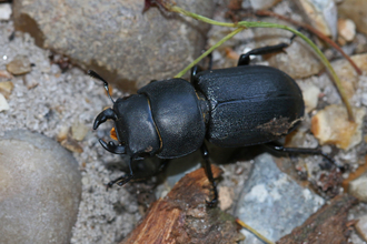 Lesser stag beetle