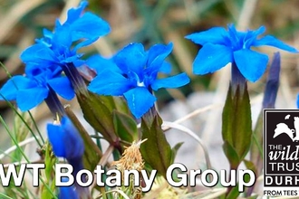 Blue flowers labelled DWT Botany Group