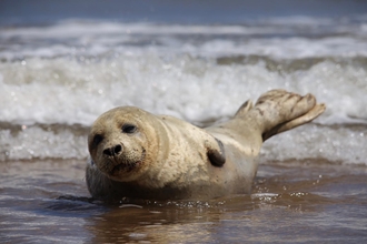 A seal in the water at Crimdon