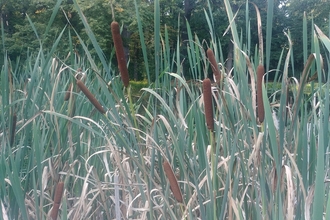 bulrush