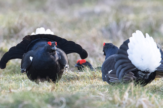 Black grouse lek