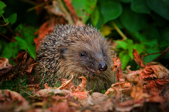 Hedgehog in leaves