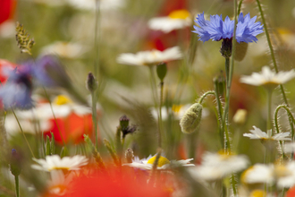 close in of wildflower meadow