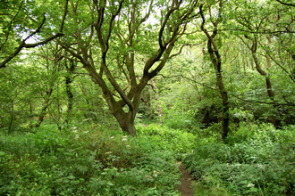 View of Barlow Burn nature reserve