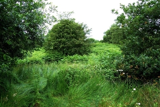 Addison & Hedgefield nature reserve