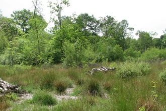 Black Plantation Nature Reserve