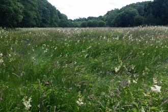 Rabbitbank Wood Nature Reserve