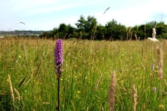 Shibdon Meadow Nature Reserve