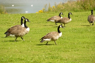 Shibdon Pond Nature Reserve
