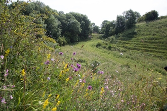 Town Kelloe Bank Nature Reserve