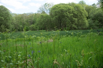 Edmonsley Wood Nature Reserve