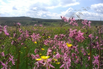 Hannah’s Meadow Nature Reserve