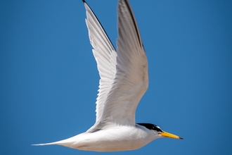 A little tern in flight against blue sky