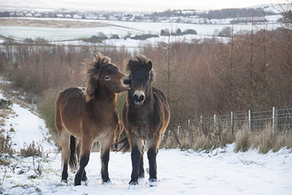 Exmoor Ponies