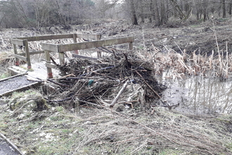 Pile of scrub next to bankside