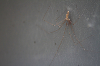 cellar spider on web
