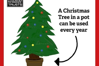 Graphic showing a Christmas tree in a pot