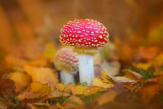 Fungi Fly agaric