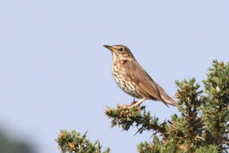 Juvenile Song Thrush on tree branch