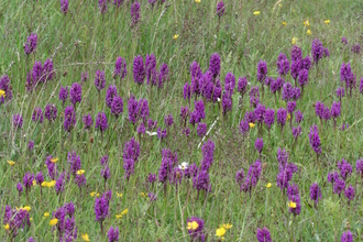 Northern Marsh Orchid in field