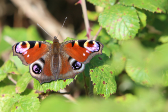 Peacock butterfly on leaf