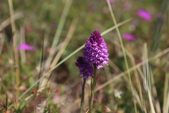 Pyramidal Orchid (c) Mandy Bell