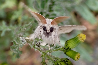 Pale Tussock Moth on leaf