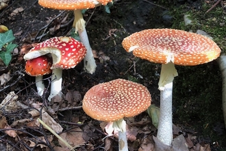 Fly agaric Amanita muscaria