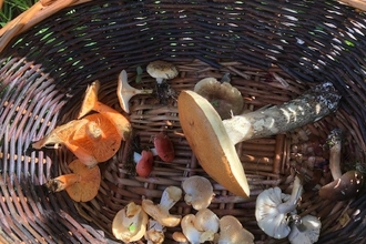 basket of fungi