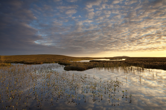 Peatland (c) Mark Hamblin2020VISION