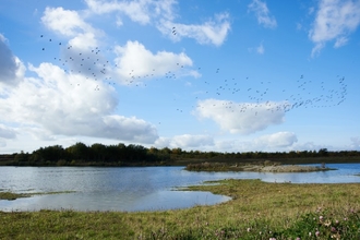 Rainton Meadows Nature Reserve