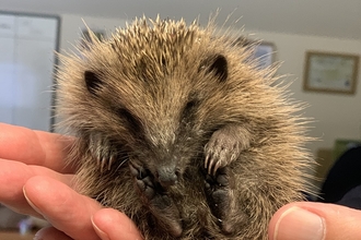 Baby hedgehog 